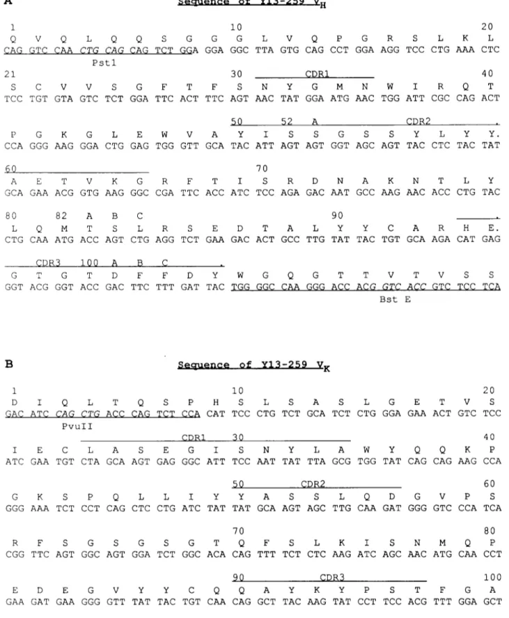 Fig.  1. Nucleotide and amino acid sequence of Y 13-259 heavy (A) and light (B) variable regions