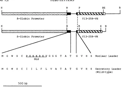 Fig. 4.  Shuttle vectors for expression of immunoglobulin genes. The amino acid sequences of the wild-type secretory leader and of the nuclear  localization leader are shown