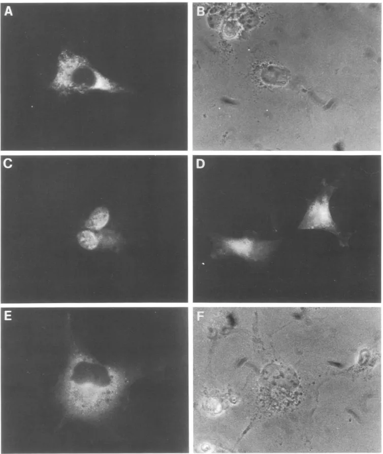 Fig.  5.  Cellular distribution of the secretory  (A) and intracellular (C,  D  and E) Y13-259  recombinant heavy chain