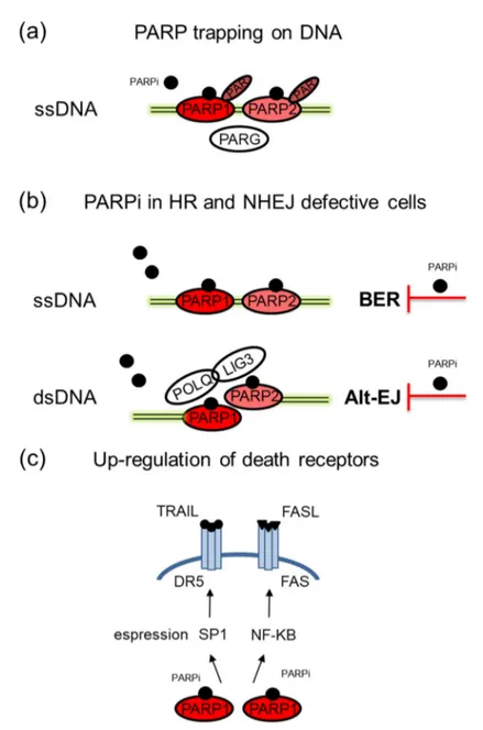 Figure 2. Additional mechanisms of action of PARPi. (a) In the presence of PARPi, PARP1/2 trapping  on damaged DNA may occur with consequent formation of PARP-DNA complexes that prevent DNA  replication and transcription