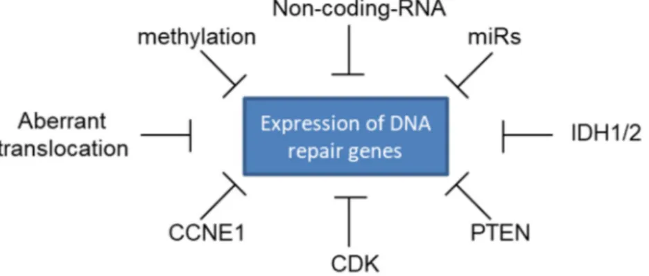 Figure 3. Molecular mechanisms that may cause reduced expression of DNA repair genes. 