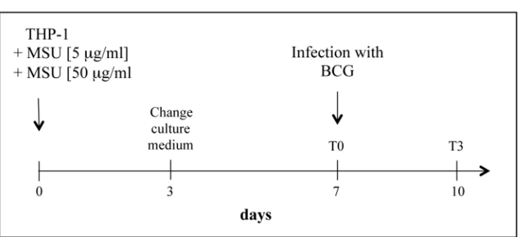 Fig 6. MSU crystals induce trained anti-mycobacterial innate immunity. (A) Diagram showing the course of in vitro preincubation experiment