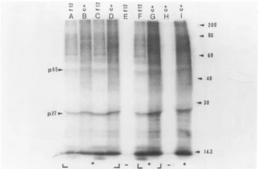 FIG. 3. Radioimmunoprecipitation of [32P]orthophosphoric acid-labeled cellular lysates of HTLV-IIIB-infected HUT-78 cells (c + ) and F12 clone