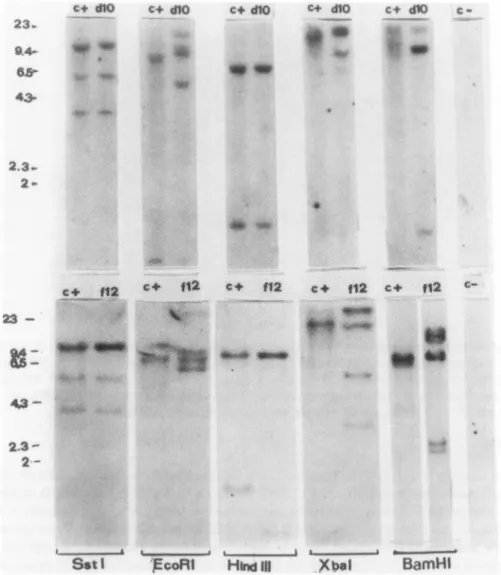 FIG. 4. Restriction enzyme analysis of HIV DNA integrated in DIO and F12 genomes. Each pattern was compared