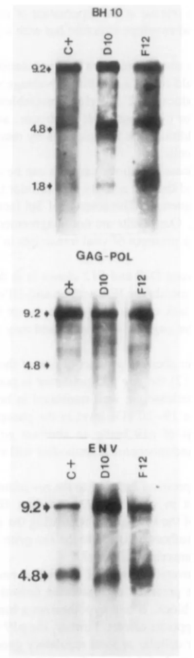 FIG. 5. Northern blot analysis of viral RNA: 3-5 (Jig poly-A+ RNA of DIO, F12, and HTLV-IIIB-infected HUT-78 (c + ) cells were hybridized with the nick-translated full genomic length BH10 probe, with subgenomic gag-pol or env probes, both representing the 