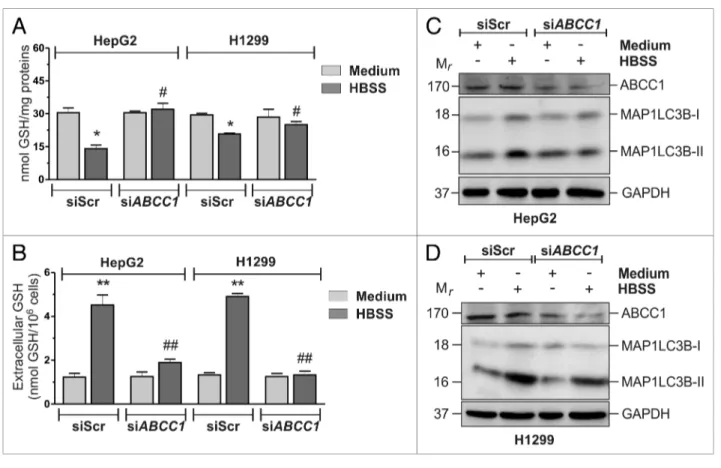 Figure 3. ABcc1-mediated Gsh efflux modulated autophagy in hepG2 and h1299 cells. (A) hepG2 and h1299 cells were transfected with either a  nontargeting siRNA (siscr) or an siRNA targeting ABCC1 (siABCC1)