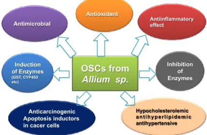 Figure 1. Scheme of the effects of organosulfur compounds (OSCs) derived from Allium sp