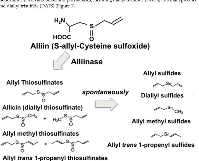 Figure 3. Scheme of the spontaneous OSCs production from garlic. 