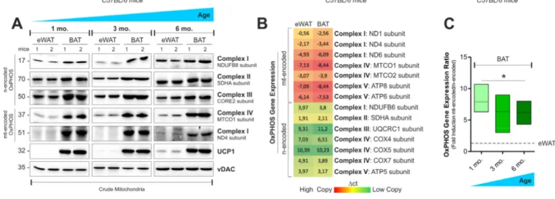 Figure 1.  OxPHOS  gene  expression  in mouse  white  and  brown  fat .  (A)  mtDNA  and  nDNA‐encoded  OxPHOS  proteins analyzed by  Western  blot  (n=2  mice  per  group).  (B)  Heat  map  of  mtDNA‐  and  nDNA‐encoded OxPHOS  genes assayed  by  RT‐