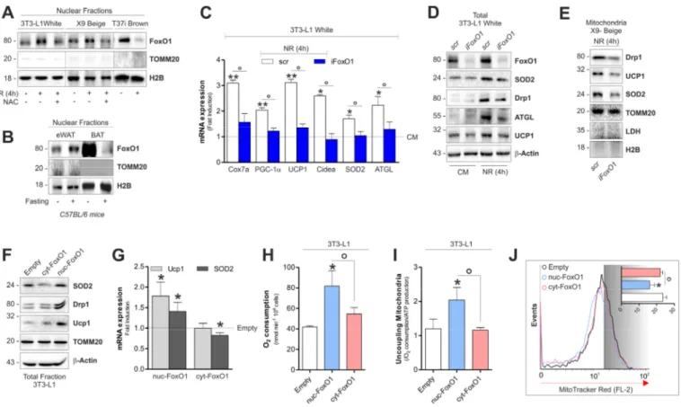 Figure  6.  FoxO1  modulates  mitochondrial  stress  response  and  expression  of  brown‐related  genes  in  white  and beige adipose cells . (A) Protein levels of FoxO1 analyzed by Western blot in nuclear fractions of starved adipocytes treated or not wi