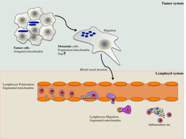 Fig. 2   Mitochondria dynamics modulate cell migration. In the  upper part, a schematic representation of a tumor system has been  presented