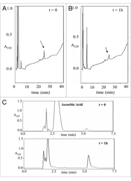 Figure 8. Oxidative cleavage of Itch-WW2. Rp-HpLC of Itch-WW2 (30 μM) after incu- incu-bation in presence of Cu 2+ -pep63 OX  complex (0.3 mM) and of 3 mM ascorbic acid (A)  after 0 and (B) 60 min of incubation at 37°C