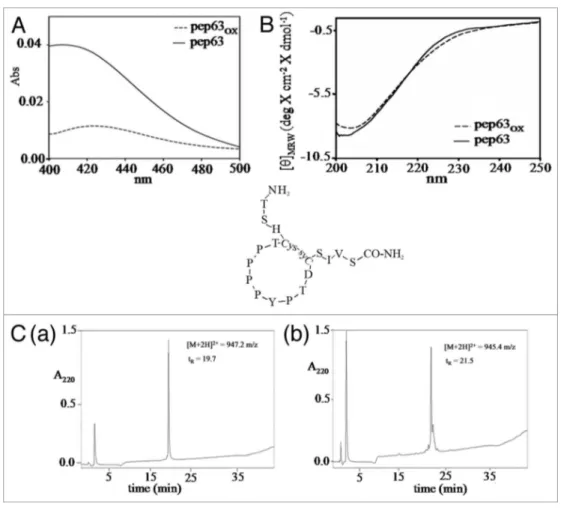 Figure 2. Oxidation reaction of pep63. (A) DtNB’s assay of the pep63 after oxidation, UV-vis spectra of the for pep63 ( _____ ) and pep63 OX  (- - -), the  maximum at 412 nm indicates the presence of tNB 2+  and the thyols; (B) Rp-HpLC of the pep63 (a) and