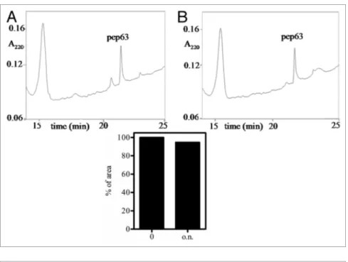 Figure 3. Biological stability of pep63 OX . the chimotrypsin proteolysis of the pep63 OX  was  monitored by Rp-HpLC using the following solvent B gradient: 0–5 min, 0%; 5–25 min, 15%; 