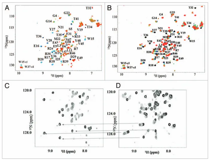 Figure 5. NMR studies of the Itch-WW2-pep63 interaction. (A) titration of 0.6 mM  15 N-labeled-Itch-WW2 domain in 10 mM potassium phosphate  buffer, 50 mM KCl, 5% D 2 O, pH 6.0, with unlabeled pep63 OX  at molar ratios pep63 OX  /WW ranging from 0 to 35, m