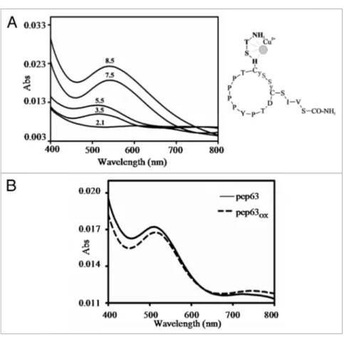 Figure 6. Metal binding of the both forms of the pep63. UV-vis spectra of 0.5 mM pep63 (A)  in the presence of equimolar concentration of CuCl 2  at different pHs; (B) UV-vis spectra of 0.5  mM pep63 ( ____ ) and pep63 OX  (- - -) in the presence of 0.5 mM