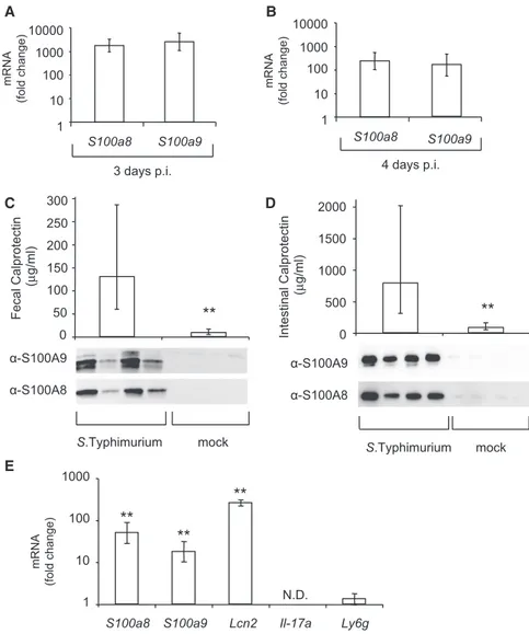 Figure 1. Expression of Calprotectin in the Cecum of Mice Infected with S. Typhimurium