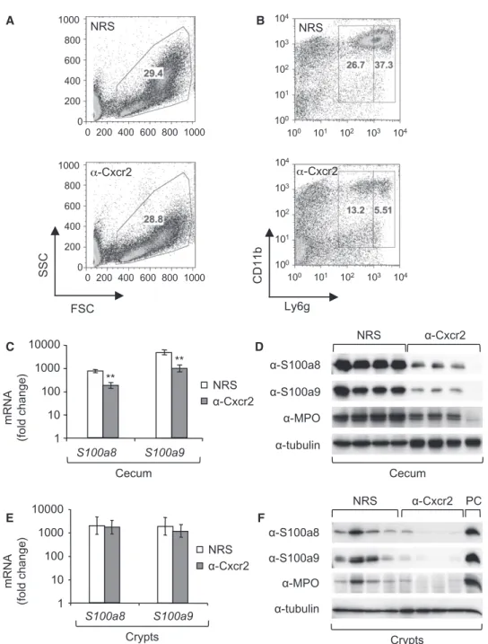 Figure 2. Expression of Calprotectin in Mice following Neutrophil Depletion