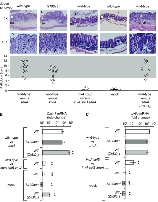 Figure 5. Analysis of the Host Response in Mice Infected with S. Typhimurium, Wild-Type + znuA Mutant, or Mock