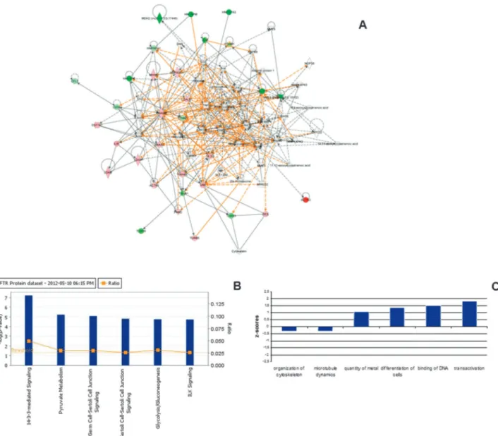 Fig. 1 Protein connectivity analysis using IPA. (A) Overlapping protein networks. Down- and up-regulated proteins in IB3-1 compared to C38 cells are shown in green and red, respectively