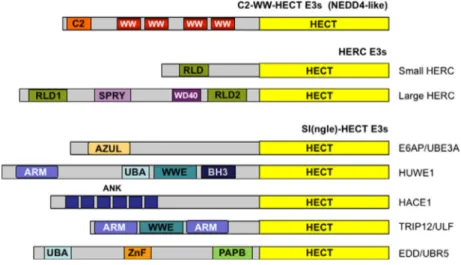Fig. 1. Domain organization of HECT-type E3 enzymes. The HECT E3s have been assigned to three subgroups according to their N-terminal protein –protein interaction domains