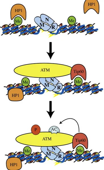 Fig. 2. Early steps of DNA damage response: a potential model for ATM activation by Tip60