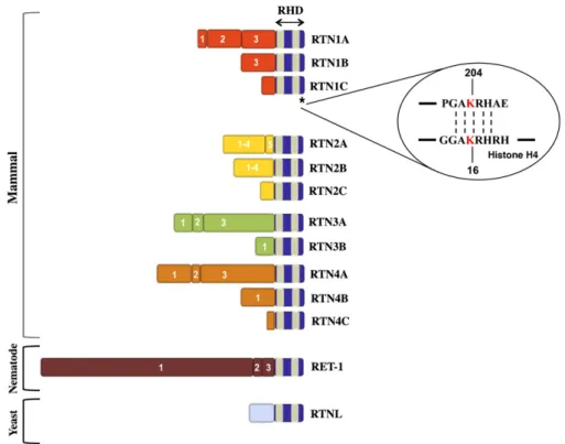 Fig. 1 – Schematic representation of mammal, nematode and yeast RTNs. Numbers indicate the different exons for each reticulon at the N-terminus