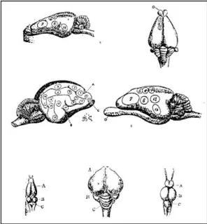 Figure 2. Brain of different animal species, from: D. Ferrier,  The Function of the Brain , 1876