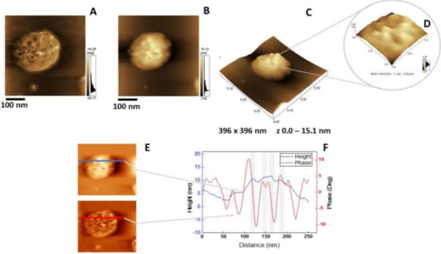 Figure 7. AFM analysis of 6:4:1 DPPC:Chol:DPPS proteoliposomes harboring AnxA6: (A) Phase image, (B) height image, (C) 3D topographic profile, and (D) magnification of a 109.83 × 109.83 nm 2 surface area showing protein domains; (E and F) phase and height 