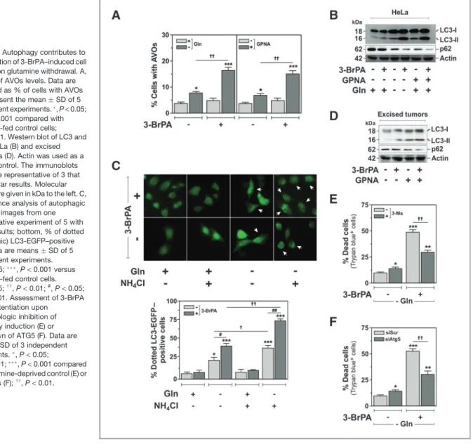 Figure 2. Autophagy contributes to the execution of 3-BrPA–induced cell death upon glutamine withdrawal