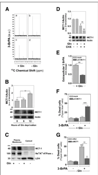 Fig. S3F), suggesting that reduction of glutaminolytic ﬂux was not responsible for 3-BrPA chemopotentiation.