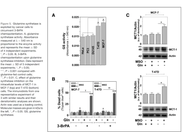 Figure 5. Glutamine synthetase is exploited by cancer cells to circumvent 3-BrPA