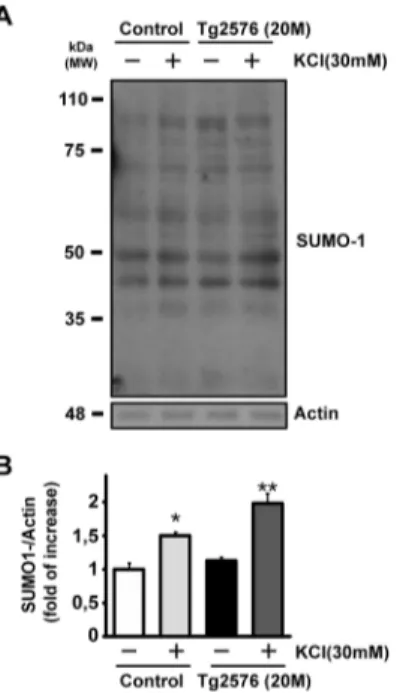 Fig. 3 Effect of KCl stimulus on SUMO-1 conjugation in Tg2576 at 20 months. a Representative western blot of SUMO-1 expression level.