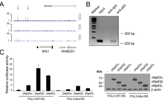 Figure 2. p63 binds to the regulatory region of the Irs1 gene. (A) p63 DNA‐binding profiles in the Irs1 locus, obtained in NHEKs  by  ChIP‐sequencing  (ChIP‐seq)  using  4A4  and  H129  anti‐p63  antibodies  in  two  normal  human  primary  keratinocyte  c