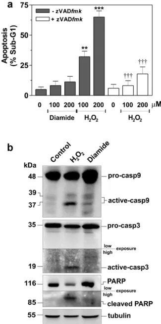 Fig. 1. Hydrogen peroxide, but not diamide, triggers caspase-dependent apoptosis in SH-SY5Y cells