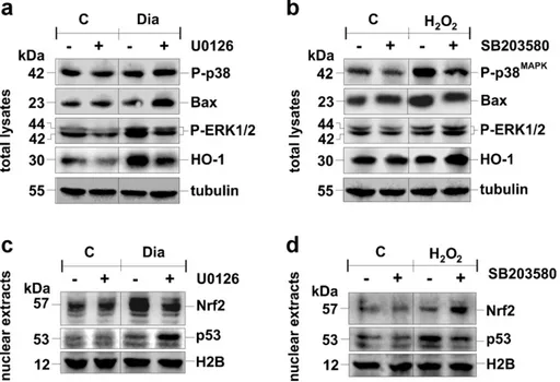 Fig. 4. ERK and p38 MAPK are the activating kinases of Nrf2 and p53, and their induction is mutually exclusive.