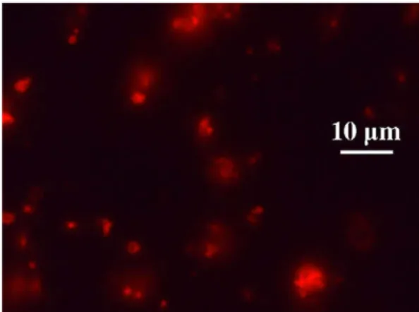 Fig. 5. Fluorescence microscopic image of Nile red/tetradecane-ﬁlled lysozyme microspheres after 10 min sonication at 355 kHz.