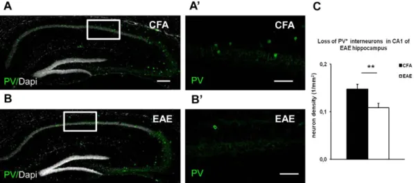 Fig. 2D). No significant difference was found in spontaneous EPSCs amplitude or frequency, in 8 neurons of CFA and 11 neurons of EAE mice recorded in whole-cell configuration in the presence of picrotoxin (100 mM) (Fig