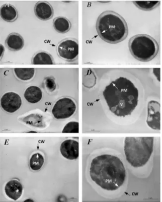 Figure 5. (A) Untreated C. albicans shows a prominent and amorphous CW surrounding the PM and the dark intracytoplasmatic space