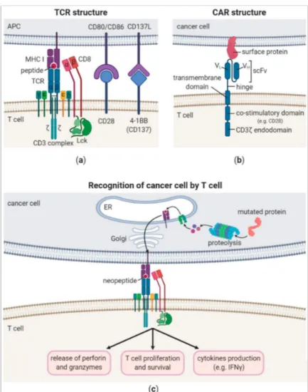 Figure 1. Comparison between T cell receptor (TCR) and chimeric antigen receptor (CAR) structure and signalling