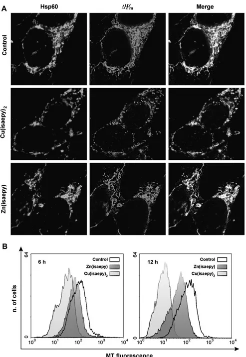 Figure 1A shows images obtained by means of double staining with MitoTracker Red and Hsp60-specific antibody