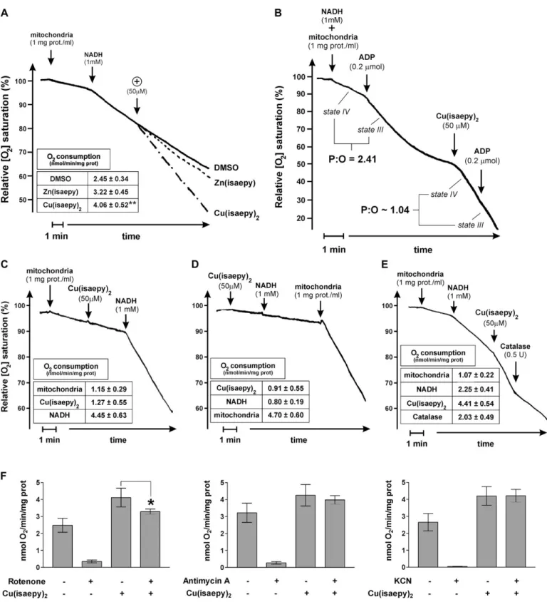 Fig. 5. Effect of Cu(isaepy) 2 on isolated mitochondria. Purified mitochondria from mouse liver were used to measure oxygen consumption by a Clark-type oxygen electrode maintained at 25°C