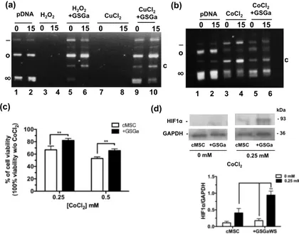Figure 2. Antioxidant properties of GSGa. (a) Inhibition of pDNA cleavage by GSGa; 0.5 μg of pDNA  after addition of H 2 O 2  (100 μM) or CuCl 2  (100 μM) and ascorbic acid (10 mM) in 20 mM Tris HCl, pH  7.4, buffer after 0 (lane 1) or 15 min (lane 2) of i