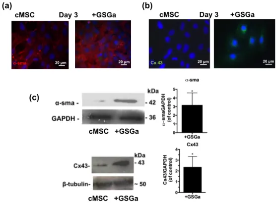 Figure 5. GSGa increases the expression of cardiac phenotype markers. Fluorescent micrographs of 5 