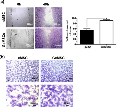 Figure 7. Prolonged GSGa treatment improves cMSC migration. (a) Scratch wound healing assay of  GcMSC and cMSC; micrographs in the upper and lower panels were taken immediately after the  scratching (0 h) and after 48 h of growth respectively