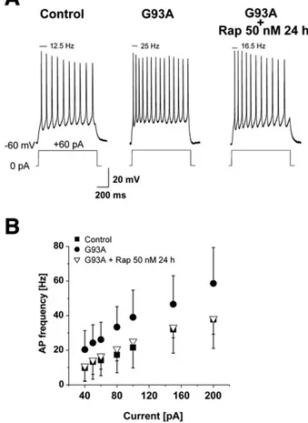 Fig. 5. Rapamycin effect on G93A neurons. In A — are shown representative traces of Control, G93A and G93A treated with 50 nM rapamycin for 24 h, obtained with a 1 s depolarizing step of + 60 pA current injection
