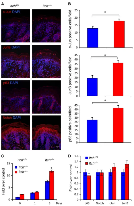 Fig. 4. Expression of Itch substrates in Itch / mice. (A) Confocal immunostaining of dorsal skin section of newborn mice.