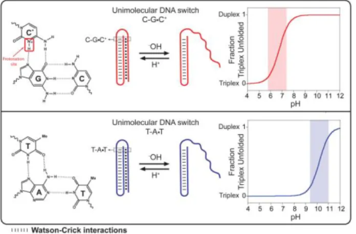 Figure 1. Here we designed programmable DNA-based triplex pH- pH-triggered nanoswitches that form an intramolecular triplex structure  through  the  formation  of  a  Watson-Crick  (dashed)  pH-insensitive  hairpin  and  a  second  Hoogsteen  (dots)  pH-se