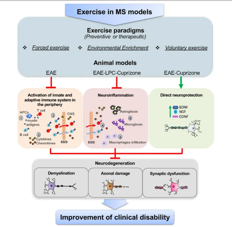 FIGURE 1 | Targets of exercise in MS animal models. The use of different exercise paradigms, including forced exercise, environmental enrichment, and voluntary exercise applied to animal models of MS, such as EAE, and the toxic-demyelinating models LPC and