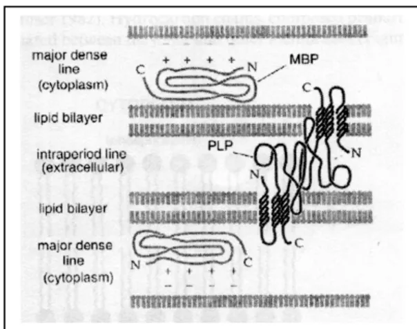 Figura 5: La mielina è composta da strati multipli  che  presentano  una  tipica  alternanza   lipidi-proteine-lipidi